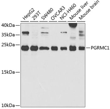 Western blot analysis of PGRMC1 polyclonal antibody