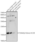 Western blot analysis of extracts of various cell lines, using TriMethyl-Histone H3-K9 antibody  at 1:500 dilution.
Secondary antibody: HRP Goat Anti-Rabbit IgG   at 1:10000 dilution.
Lysates/proteins: 25ug per lane.
Blocking buffer: 3% nonfat dry milk in TBST.
Detection: ECL Basic Kit .
Exposure time: 90s.