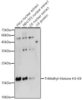 Western blot analysis of extracts of various cell lines, using TriMethyl-Histone H3-K9 antibody  at 1:500 dilution.
Secondary antibody: HRP Goat Anti-Rabbit IgG   at 1:10000 dilution.
Lysates/proteins: 25ug per lane.
Blocking buffer: 3% nonfat dry milk in TBST.
Detection: ECL Basic Kit .
Exposure time: 90s.