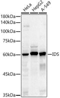 Western blot analysis of extracts of various cell lines, using IDS antibody  at 1:500 dilution.
Secondary antibody: HRP Goat Anti-Rabbit IgG   at 1:10000 dilution.
Lysates/proteins: 25ug per lane.
Blocking buffer: 3% nonfat dry milk in TBST.
Detection: ECL Basic Kit .
Exposure time: 60s.