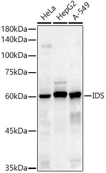 Western blot analysis of extracts of various cell lines, using IDS antibody  at 1:500 dilution.
Secondary antibody: HRP Goat Anti-Rabbit IgG   at 1:10000 dilution.
Lysates/proteins: 25ug per lane.
Blocking buffer: 3% nonfat dry milk in TBST.
Detection: ECL Basic Kit .
Exposure time: 60s.