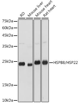 Western blot analysis of extracts of various cell lines, using HSPB8/HSP22 antibody  at 1:3000 dilution.
Secondary antibody: HRP Goat Anti-Rabbit IgG   at 1:10000 dilution.
Lysates/proteins: 25ug per lane.
Blocking buffer: 3% nonfat dry milk in TBST.
Detection: ECL Basic Kit .
Exposure time: 1s.