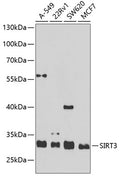 Western blot analysis of extracts of various cell lines, using SIRT3 antibody  at 1:1000 dilution.
Secondary antibody: HRP Goat Anti-Rabbit IgG   at 1:10000 dilution.
Lysates/proteins: 25ug per lane.
Blocking buffer: 3% nonfat dry milk in TBST.
Detection: ECL Basic Kit .
Exposure time: 90s.