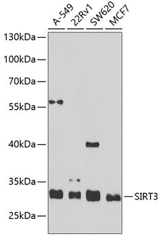 Western blot analysis of extracts of various cell lines, using SIRT3 antibody  at 1:1000 dilution.
Secondary antibody: HRP Goat Anti-Rabbit IgG   at 1:10000 dilution.
Lysates/proteins: 25ug per lane.
Blocking buffer: 3% nonfat dry milk in TBST.
Detection: ECL Basic Kit .
Exposure time: 90s.