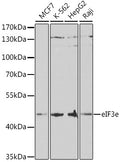 Western blot analysis of extracts of various cell lines, using eIF3e antibody  at 1:1000 dilution.
Secondary antibody: HRP Goat Anti-Rabbit IgG   at 1:10000 dilution.
Lysates/proteins: 25ug per lane.
Blocking buffer: 3% nonfat dry milk in TBST.
Detection: ECL Basic Kit .
Exposure time: 90s.