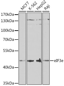 Western blot analysis of extracts of various cell lines, using eIF3e antibody  at 1:1000 dilution.
Secondary antibody: HRP Goat Anti-Rabbit IgG   at 1:10000 dilution.
Lysates/proteins: 25ug per lane.
Blocking buffer: 3% nonfat dry milk in TBST.
Detection: ECL Basic Kit .
Exposure time: 90s.