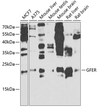 Western blot analysis of extracts of various cell lines, using GFER antibody  at 1:1000 dilution._Secondary antibody: HRP…
