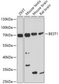 BEST1 polyclonal antibody - Figure 1 of 1