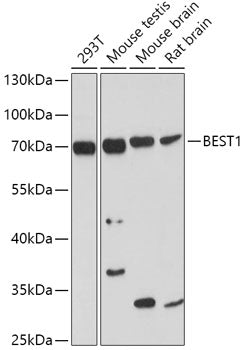 BEST1 polyclonal antibody - Figure 1 of 1