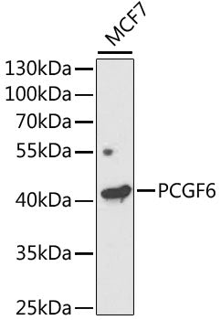 Western blot analysis of extracts of MCF7 cells, using PCGF6 antibody  at 1:1000 dilution.
Secondary antibody: HRP Goat Anti-Rabbit IgG   at 1:10000 dilution.
Lysates/proteins: 25ug per lane.
Blocking buffer: 3% nonfat dry milk in TBST.
Detection: ECL Enhanced Kit .
Exposure time: 120s.
