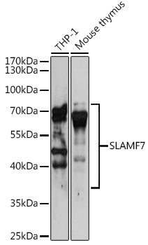 Western blot analysis of extracts of various cell lines, using SLAMF7 antibody  at 1:3000 dilution.
Secondary antibody: HRP Goat Anti-Rabbit IgG   at 1:10000 dilution.
Lysates/proteins: 25ug per lane.
Blocking buffer: 3% nonfat dry milk in TBST.
Detection: ECL Basic Kit .
Exposure time: 90s.
