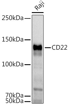 Western blot analysis of extracts of Raji cells, using CD22  antibody  at 1:1000 dilution.
Secondary antibody: HRP Goat Anti-Rabbit IgG   at 1:10000 dilution.
Lysates/proteins: 25ug per lane.
Blocking buffer: 3% nonfat dry milk in TBST.
Detection: ECL Basic Kit .
Exposure time: 30s.