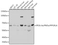 Western blot analysis of extracts of various cell lines, using PP2A-Aalpha/PR65α/PP2A-Aα/PR65α/PPP2R1A Polyclonal Antibody  at 1:500 dilution.
Secondary antibody: HRP Goat Anti-Rabbit IgG   at 1:10000 dilution.
Lysates/proteins: 25ug per lane.
Blocking buffer: 3% nonfat dry milk in TBST.
Detection: ECL Basic Kit .
Exposure time: 1s.