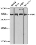 WesternBlot (WB) analysis of BTAF1 polyclonal antibody