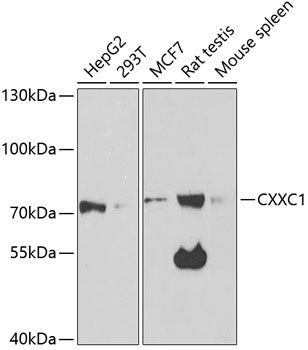 Western blot analysis of extracts of various cell lines, using CXXC1 antibody  at 1:1000 dilution._Secondary antibody: HRP Goat Anti-Rabbit IgG   at 1:10000 dilution._Lysates/proteins: 25ug per lane._Blocking buffer: 3% nonfat dry milk in TBST._Detection: ECL Enhanced Kit ._Exposure time: 90s.
