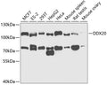 Western blot analysis of extracts of various cell lines, using DDX20 antibody  at 1:1000 dilution.
Secondary antibody: HRP Goat Anti-Rabbit IgG   at 1:10000 dilution.
Lysates/proteins: 25ug per lane.
Blocking buffer: 3% nonfat dry milk in TBST.
Detection: ECL Enhanced Kit .
Exposure time: 90s.