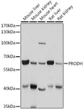 Western blot analysis of extracts of various cell lines, using PRODH antibody  at 1:1000 dilution.
Secondary antibody: HRP Goat Anti-Rabbit IgG   at 1:10000 dilution.
Lysates/proteins: 25ug per lane.
Blocking buffer: 3% nonfat dry milk in TBST.
Detection: ECL Basic Kit .
Exposure time: 1s.
