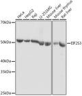 Western blot analysis of extracts of various cell lines, using EIF2S3 antibody  at 1:1000 dilution.
Secondary antibody: HRP Goat Anti-Rabbit IgG   at 1:10000 dilution.
Lysates/proteins: 25ug per lane.
Blocking buffer: 3% nonfat dry milk in TBST.
Detection: ECL Basic Kit .
Exposure time: 10s.