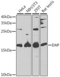 Western blot analysis of extracts of various cell lines, using DAP antibody  at 1:1000 dilution.
Secondary antibody: HRP Goat Anti-Rabbit IgG   at 1:10000 dilution.
Lysates/proteins: 25ug per lane.
Blocking buffer: 3% nonfat dry milk in TBST.
Detection: ECL Enhanced Kit .
Exposure time: 90s.