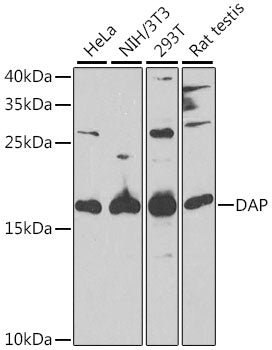 Western blot analysis of extracts of various cell lines, using DAP antibody  at 1:1000 dilution.
Secondary antibody: HRP Goat Anti-Rabbit IgG   at 1:10000 dilution.
Lysates/proteins: 25ug per lane.
Blocking buffer: 3% nonfat dry milk in TBST.
Detection: ECL Enhanced Kit .
Exposure time: 90s.