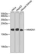Western blot analysis of extracts of various cell lines, using HMGN1 antibody  at 1:1000 dilution._Secondary antibody: HRP Goat Anti-Rabbit IgG   at 1:10000 dilution._Lysates/proteins: 25ug per lane._Blocking buffer: 3% nonfat dry milk in TBST._Detection: ECL Enhanced Kit ._Exposure time: 30s.