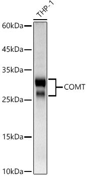 Western blot analysis of extracts of various cell lines, using COMT antibody  at 1:1000 dilution.
Secondary antibody: HRP Goat Anti-Rabbit IgG   at 1:10000 dilution.
Lysates/proteins: 25ug per lane.
Blocking buffer: 3% nonfat dry milk in TBST.
Detection: ECL Basic Kit .
Exposure time: 60s.