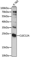 Western blot analysis of extracts of K-562 cells, using CLEC12A antibody  at 1:1000 dilution.
Secondary antibody: HRP Goat Anti-Rabbit IgG   at 1:10000 dilution.
Lysates/proteins: 25ug per lane.
Blocking buffer: 3% nonfat dry milk in TBST.
Detection: ECL Basic Kit .
Exposure time: 15s.