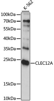 Western blot analysis of extracts of K-562 cells, using CLEC12A antibody  at 1:1000 dilution.
Secondary antibody: HRP Goat Anti-Rabbit IgG   at 1:10000 dilution.
Lysates/proteins: 25ug per lane.
Blocking buffer: 3% nonfat dry milk in TBST.
Detection: ECL Basic Kit .
Exposure time: 15s.
