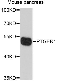 Western blot analysis of extracts of Mouse pancreas, using PTGER1 antibody at 1:1000 dilution.