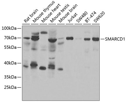 Western blot analysis of extracts of various cell lines, using SMARCD1 antibody  at 1:1000 dilution.
Secondary antibody…