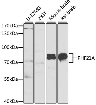 Western blot analysis of extracts of various cell lines, using PHF21A antibody  at 1:1000 dilution.
Secondary antibody: HRP Goat Anti-Rabbit IgG   at 1:10000 dilution.
Lysates/proteins: 25ug per lane.
Blocking buffer: 3% nonfat dry milk in TBST.
Detection: ECL Basic Kit .
Exposure time: 90s.