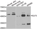 WesternBlot (WB) analysis of ELF3 polyclonal antibody