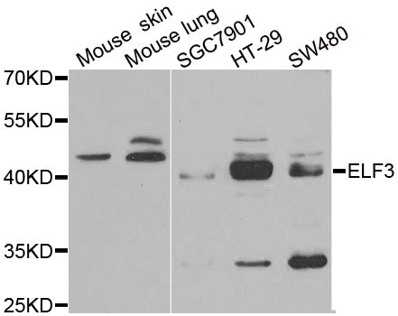 WesternBlot (WB) analysis of ELF3 polyclonal antibody