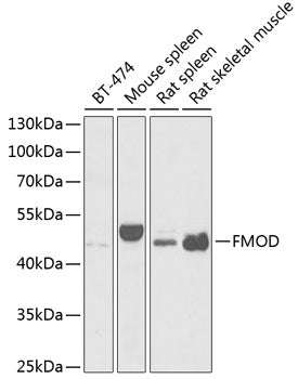 Western blot analysis of extracts of various cell lines, using FMOD antibody  at 1:1000 dilution.
Secondary antibody: HRP Goat Anti-Rabbit IgG   at 1:10000 dilution.
Lysates/proteins: 25ug per lane.
Blocking buffer: 3% nonfat dry milk in TBST.
Detection: ECL Basic Kit .
Exposure time: 90s.