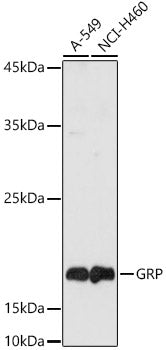 Western blot analysis of extracts of various cell lines, using Gastrin Releasing Peptide   antibody  at 1:1000 dilution.
Secondary antibody: HRP Goat Anti-Rabbit IgG   at 1:10000 dilution.
Lysates/proteins: 25ug per lane.
Blocking buffer: 3% nonfat dry milk in TBST.
Detection: ECL Basic Kit .
Exposure time: 180s.