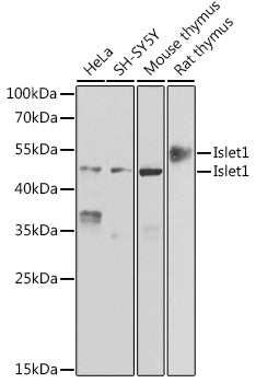Islet1 polyclonal antibody - Figure 1 of 1