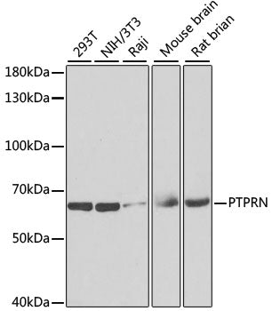 Western blot analysis of extracts of various cell lines, using PTPRN antibody  at 1:1000 dilution.
Secondary antibody: HRP Goat Anti-Rabbit IgG   at 1:10000 dilution.
Lysates/proteins: 25ug per lane.
Blocking buffer: 3% nonfat dry milk in TBST.
Detection: ECL Enhanced Kit .
Exposure time: 90s.