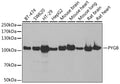Western blot analysis of extracts of various cell lines, using PYGB antibody  at 1:1000 dilution.
Secondary antibody: HRP Goat Anti-Rabbit IgG   at 1:10000 dilution.
Lysates/proteins: 25ug per lane.
Blocking buffer: 3% nonfat dry milk in TBST.
Detection: ECL Basic Kit .
Exposure time: 30s.