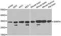 Western blot analysis of extracts of various cell lines, using U1A/U1A/SNRPA antibody  at 1:1000 dilution.
Secondary antibody: HRP Goat Anti-Rabbit IgG   at 1:10000 dilution.
Lysates/proteins: 25ug per lane.
Blocking buffer: 3% nonfat dry milk in TBST.
Detection: ECL Basic Kit .
Exposure time: 90s.