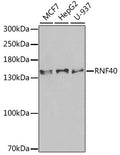 Western blot analysis of extracts of various cell lines, using RNF40 antibody  at 1:1000 dilution.
Secondary antibody: HRP Goat Anti-Rabbit IgG   at 1:10000 dilution.
Lysates/proteins: 25ug per lane.
Blocking buffer: 3% nonfat dry milk in TBST.
Detection: ECL Enhanced Kit .
Exposure time: 90s.