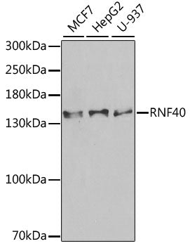 Western blot analysis of extracts of various cell lines, using RNF40 antibody  at 1:1000 dilution.
Secondary antibody: HRP Goat Anti-Rabbit IgG   at 1:10000 dilution.
Lysates/proteins: 25ug per lane.
Blocking buffer: 3% nonfat dry milk in TBST.
Detection: ECL Enhanced Kit .
Exposure time: 90s.