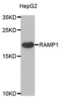 Western blot analysis of extracts of Mouse brain, using RAMP1   antibody  at 1:500 dilution.
Secondary antibody: HRP Goat Anti-Rabbit IgG   at 1:10000 dilution.
Lysates/proteins: 25ug per lane.
Blocking buffer: 3% nonfat dry milk in TBST.
Detection: ECL Enhanced Kit .
Exposure time: 90s.