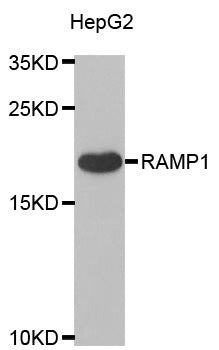 Western blot analysis of extracts of Mouse brain, using RAMP1   antibody  at 1:500 dilution.
Secondary antibody: HRP Goat Anti-Rabbit IgG   at 1:10000 dilution.
Lysates/proteins: 25ug per lane.
Blocking buffer: 3% nonfat dry milk in TBST.
Detection: ECL Enhanced Kit .
Exposure time: 90s.