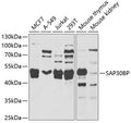 Western blot analysis of extracts of various cell lines, using SAP30BP antibody  at 1:1000 dilution.
Secondary antibody: HRP Goat Anti-Rabbit IgG   at 1:10000 dilution.
Lysates/proteins: 25ug per lane.
Blocking buffer: 3% nonfat dry milk in TBST.
Detection: ECL Basic Kit .
Exposure time: 90s.