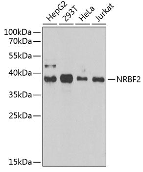 Western blot analysis of extracts of various cell lines, using NRBF2 antibody  at 1:1000 dilution.
Secondary antibody: HRP Goat Anti-Rabbit IgG   at 1:10000 dilution.
Lysates/proteins: 25ug per lane.
Blocking buffer: 3% nonfat dry milk in TBST.
Detection: ECL Enhanced Kit .
Exposure time: 90s.