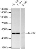 Western blot analysis of extracts of various cell lines, using GLUD2   antibody  at 1:500 dilution.
Secondary antibody: HRP Goat Anti-Rabbit IgG   at 1:10000 dilution.
Lysates/proteins: 25ug per lane.
Blocking buffer: 3% nonfat dry milk in TBST.
Detection: ECL Basic Kit .
Exposure time: 10s.