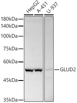 Western blot analysis of extracts of various cell lines, using GLUD2   antibody  at 1:500 dilution.
Secondary antibody: HRP Goat Anti-Rabbit IgG   at 1:10000 dilution.
Lysates/proteins: 25ug per lane.
Blocking buffer: 3% nonfat dry milk in TBST.
Detection: ECL Basic Kit .
Exposure time: 10s.