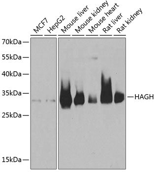 Western blot analysis of extracts of various cell lines, using HAGH antibody  at 1:1000 dilution.
Secondary antibody: HRP Goat Anti-Rabbit IgG   at 1:10000 dilution.
Lysates/proteins: 25ug per lane.
Blocking buffer: 3% nonfat dry milk in TBST.
Detection: ECL Basic Kit .
Exposure time: 1s.