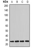 Western blot analysis of Myogenin expression in mouse skeletal muscle (A), mouse kidney (B), rat heart (C), rat skeletal muscle (D) whole cell lysates.