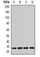 Western blot analysis of Myogenin expression in mouse skeletal muscle (A), mouse kidney (B), rat heart (C), rat skeletal muscle (D) whole cell lysates.
